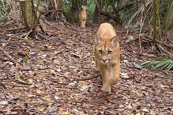 Duas onças-pardas em uma trilha coberta por folhas, uma em primeiro plano e outra ao fundo, entre a vegetação.