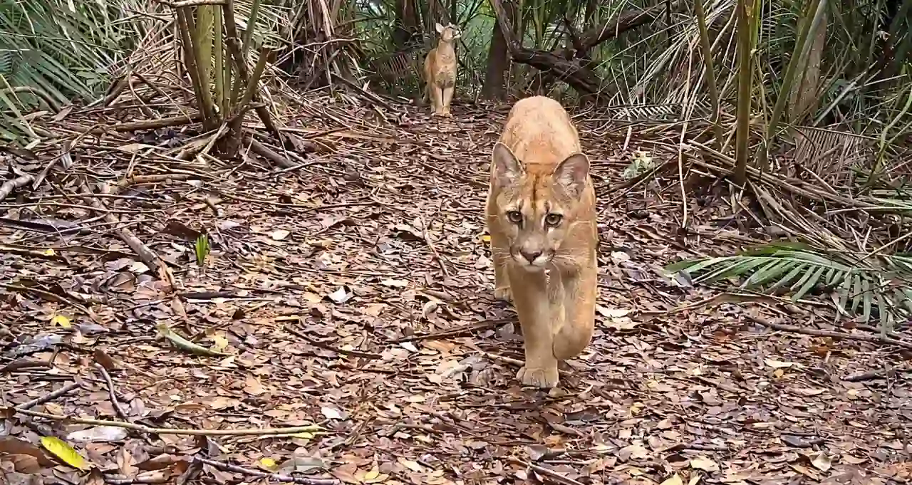 Duas onças-pardas em uma trilha coberta por folhas, uma em primeiro plano e outra ao fundo, entre a vegetação.